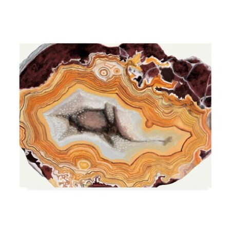 Trademark Fine Art Naomi Mccavitt 'Agate Studies Iii' Canvas Art, 35x47 WAG11297-C3547GG